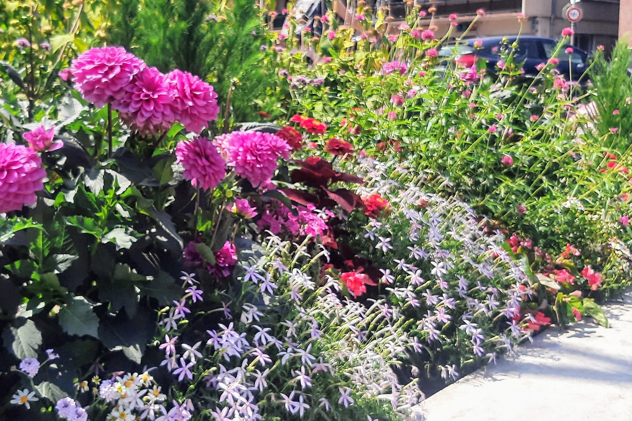 Floral Garden