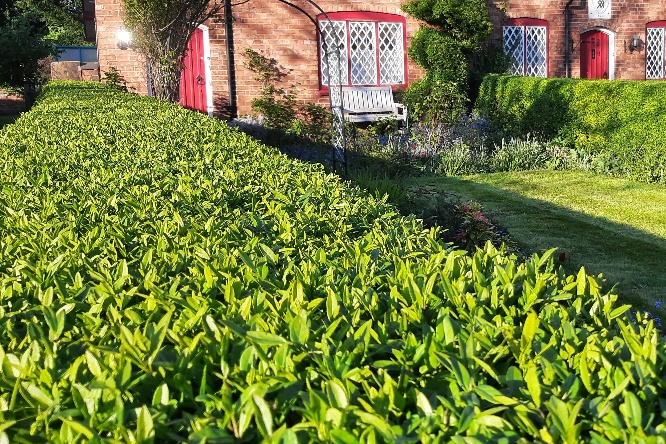 Garden Maintenance