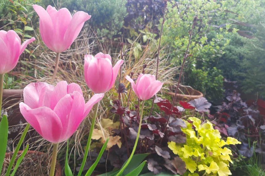 Patio Garden