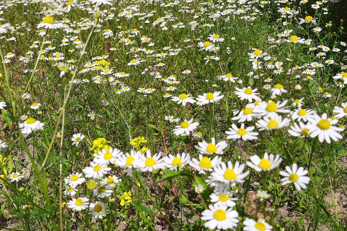 Wildflower Garden