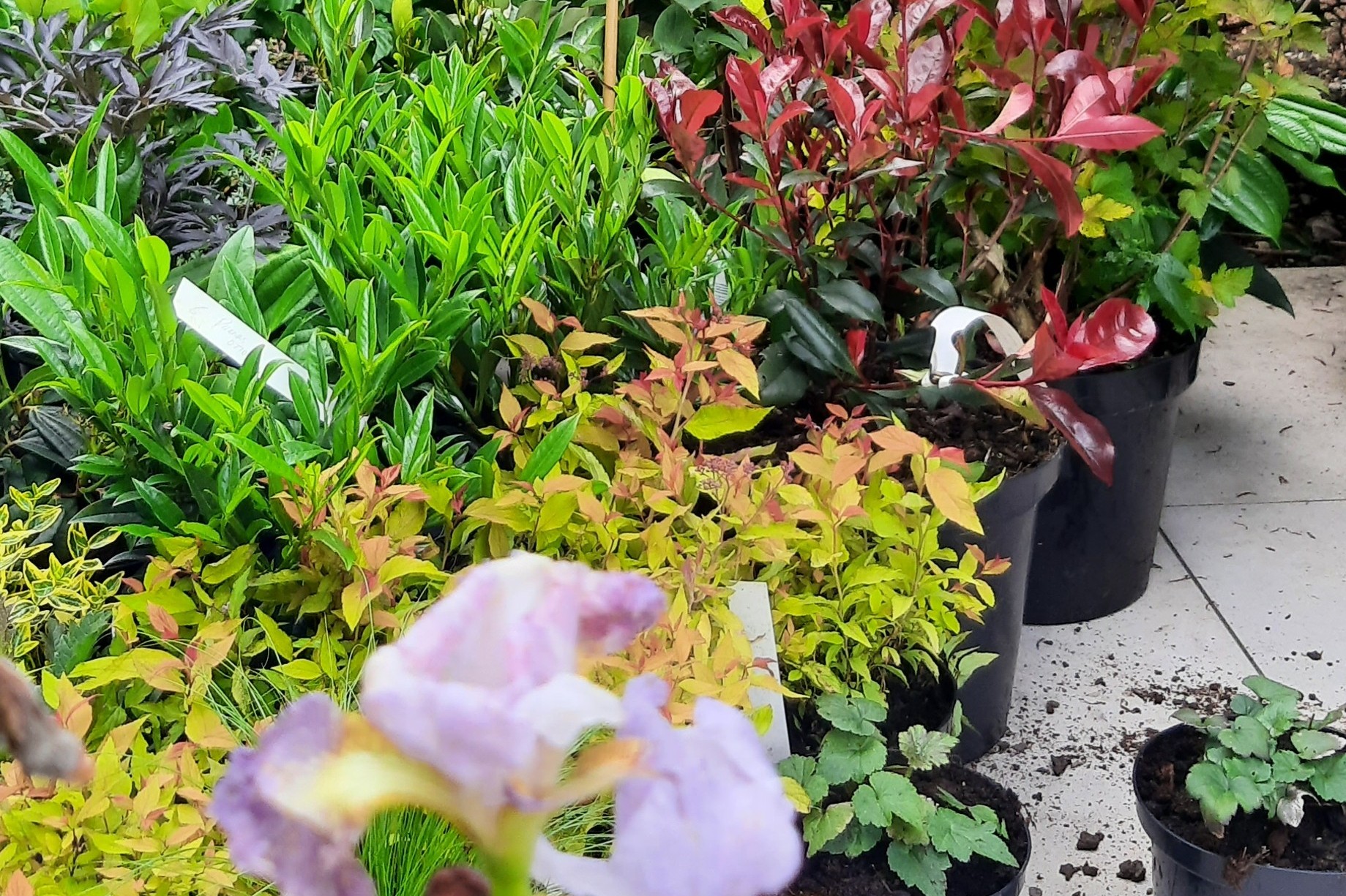 Plant Additions