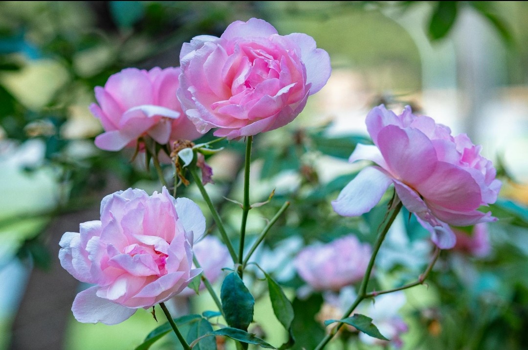 Garden Enhancement